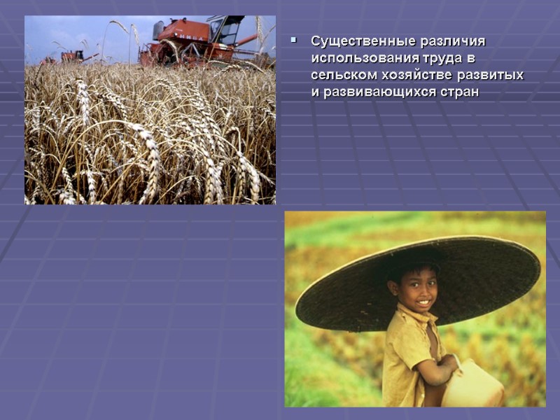 Существенные различия использования труда в сельском хозяйстве развитых и развивающихся стран